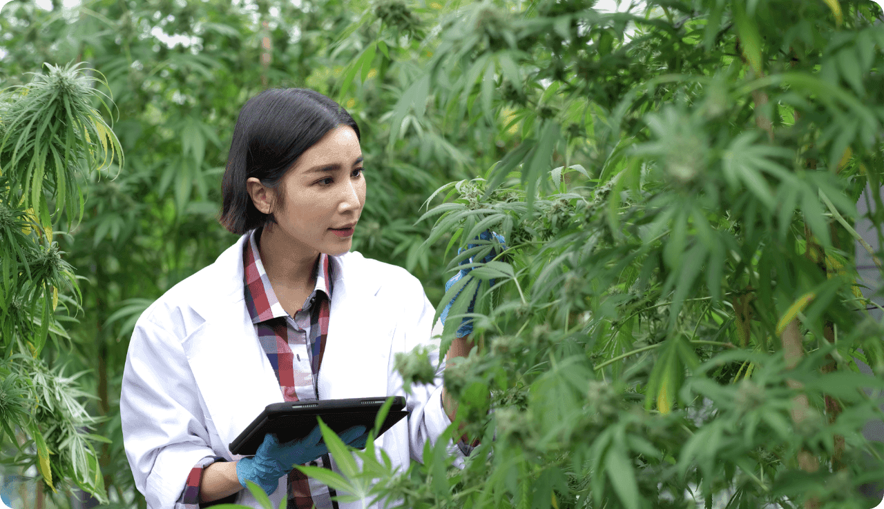 Ein Wissenschaftler im weißen Kittel untersucht konzentriert Cannabispflanzen und hält ein Tablet in einem üppigen Gewächshaus.